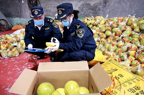 金柚出口|梅州金柚首次出口,開拓“一帶一路”市場